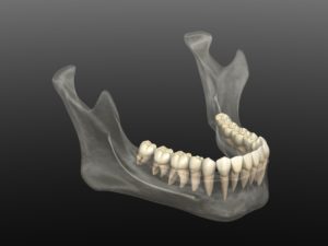 lower jaw